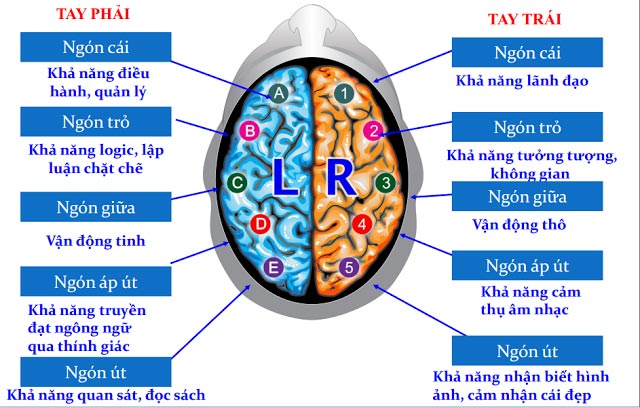 sinh trac van tay giaoduchiendai