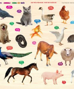 CÙNG CON CHƠI VÀ HỌC - Domestic Animals  - Động vật nuôi