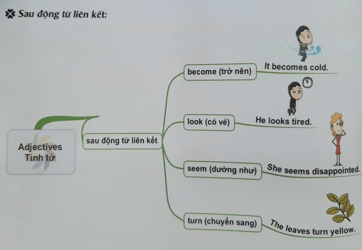 Tính từ đứng sau động từ liên kết